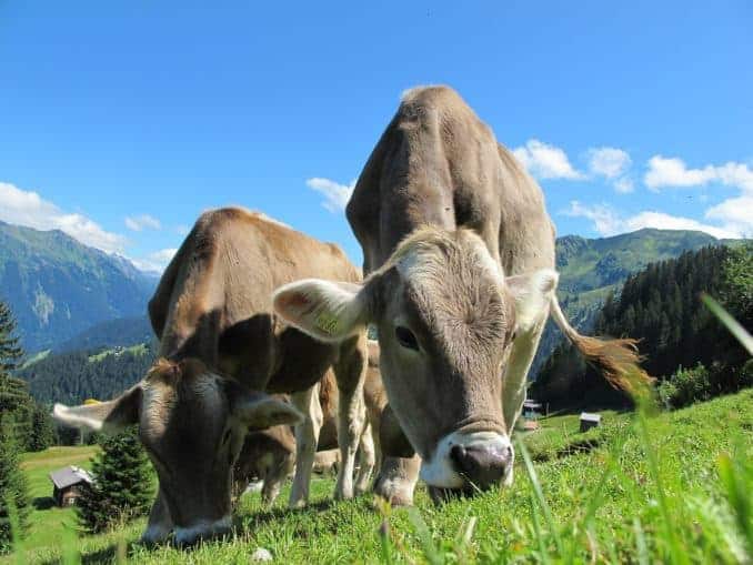 Österreich – immer eine Reise wert