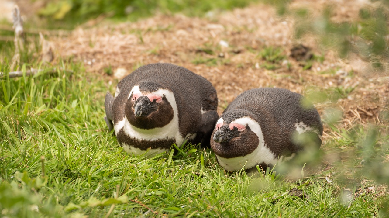 Eselspinguine